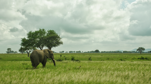 Using remote sensing to improve wildlife connectivity in Tanzania’s agricultural corridors